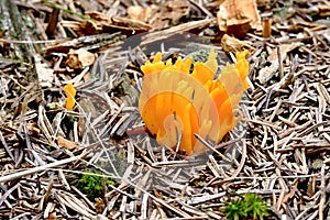 Mushroom Calocera viscosa growing in forest litter photo