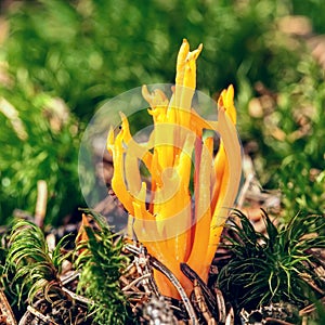 Mushroom Calocera Viscosa surrounded by moss.  Yellow stagshorn. Member of the Dacrymycetes photo