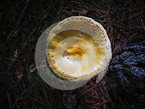 Mushroom cap in forest