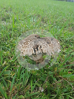 Mushroom cap humid