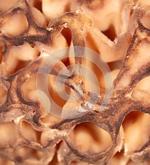 Mushroom cap morel as background.