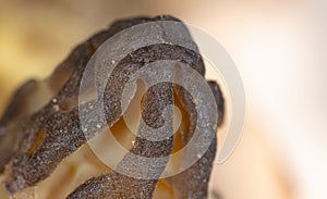 Mushroom cap morel as background.