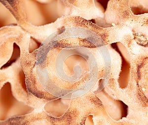 Mushroom cap morel as background.