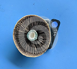 Mushroom Cap on Scale - Psychedelic Mushroom