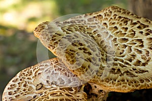 Mushroom cap wild vegetable background brown mottled close-up design base on blurred green fullness photo