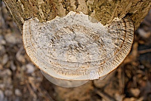 Mushroom chaga in nature view from above