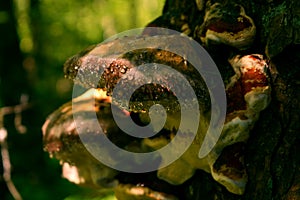 Mushroom chaga on a tree in the forest