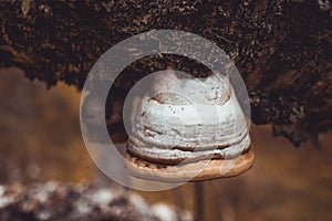 Mushroom chaha growing on dead trees