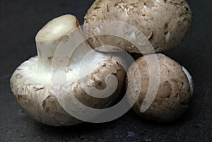 Mushroom, Champignon, Agaricus hortensis