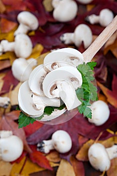 Mushroom champignon on a spoon