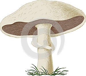 Mushroom champignon. Vector