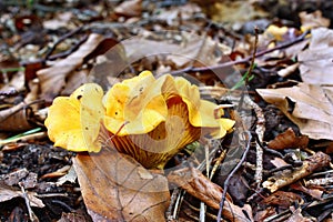 Mushroom chanterelle