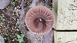 Mushroom photo