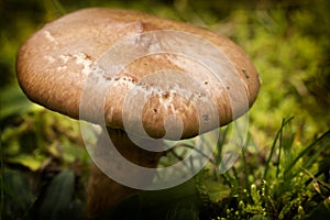 Mushroom (Chroogomphus rutilus) close up