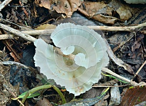 Mushroom Clitocybe hydrogramma