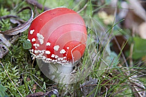 Mushroom close up