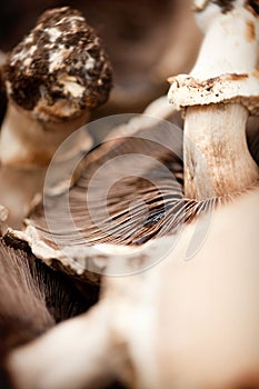 Mushroom close up