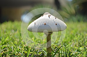 Mushroom photo