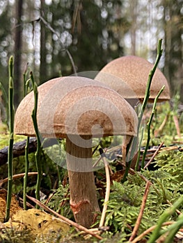Mushroom close up macro, forest flora, autumn vibes