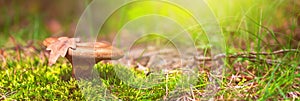 Mushroom closeup, banner - Lactarius deliciosus, in low grass and moss photo