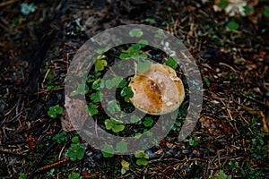 Mushroom and clover grow on moss in the forest. Sumava national park, Nova Pec, Czech Republic