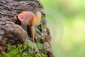 Mushroom at coconut-tree in the autumn forest.