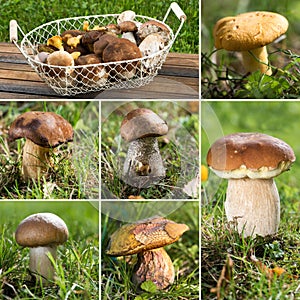 Mushroom collage