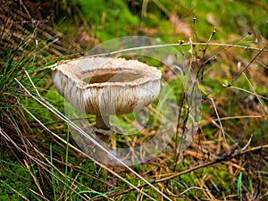 A mushroom collect rainwater in a cap in a wild woodland in autumn