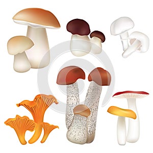 Mushroom collection isolated on white background. photo