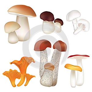 Mushroom collection isolated on white background.