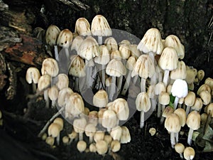 Mushroom Colony