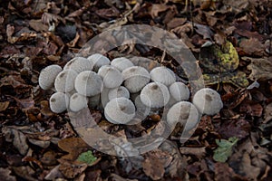 Mushroom colony with fruiting bodies