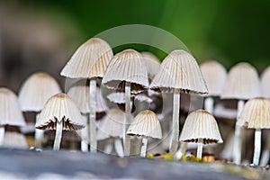 Mushroom colony