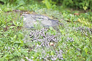 Mushroom colony