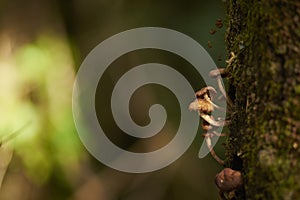 Mushroom in color background and blur