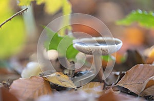 Mushroom in a colorful autumn environment