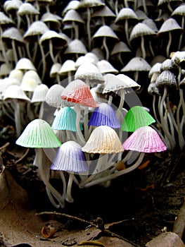 Mushroom Colors