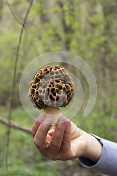 Mushroom common morel in woman hand close