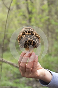 Mushroom common morel in woman hand close