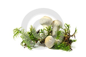 Mushroom - common puffball