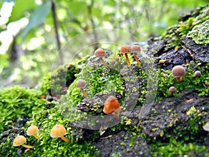 Mushrooms in the Bolivian Amazon. photo