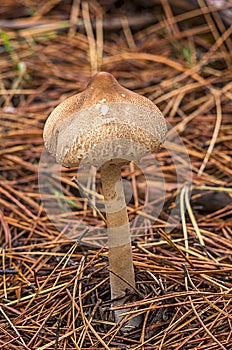 Mushroom in the coniferous forest