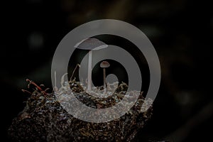 mushroom coople on garden