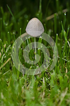 Mushroom Coprinus plicatilis grow in grass