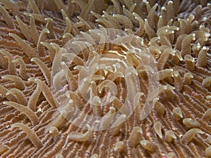 Mushroom coral