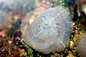 Mushroom coral (Actinodiscus)