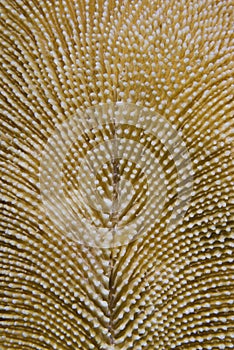 Mushroom coral macro.