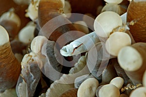 Mushroom coral pipefish