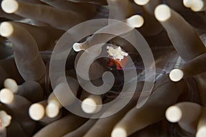 Mushroom coral shrimp