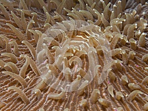 Mushroom coral photo